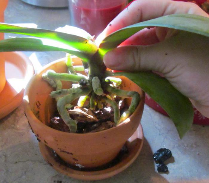 Можно пересадить цветущую орхидею в домашних условиях. Пересаживаем орхидею фаленопсис. Перевалка орхидеи. Пересадка цветущей орхидеи. Пересадка орхидеи после цветения.
