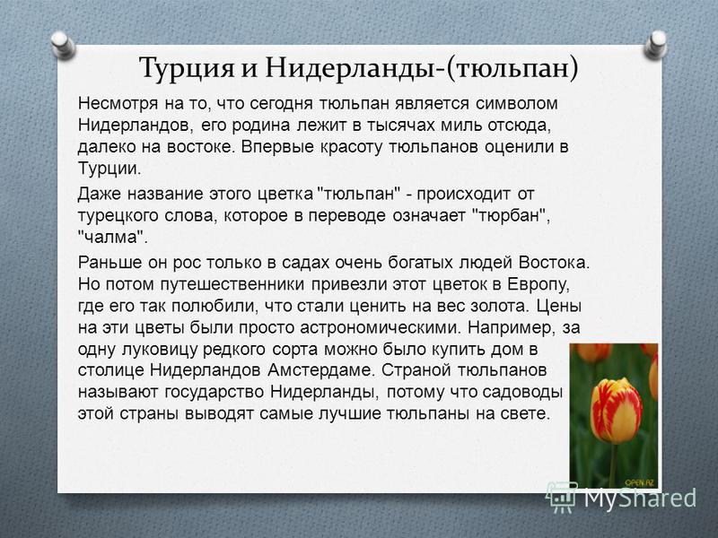 Факты о тюльпанах