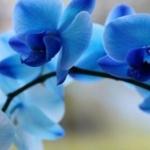 Orhideea albastră: informații generale, soiuri și descriere, sfaturi de creștere, fotografii