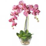 რატომ არ ყვავის Phalaenopsis?